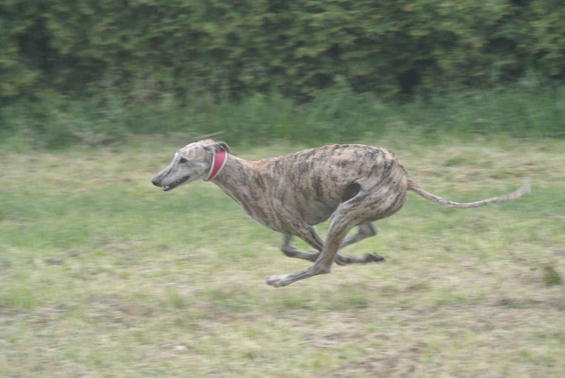 Run Free